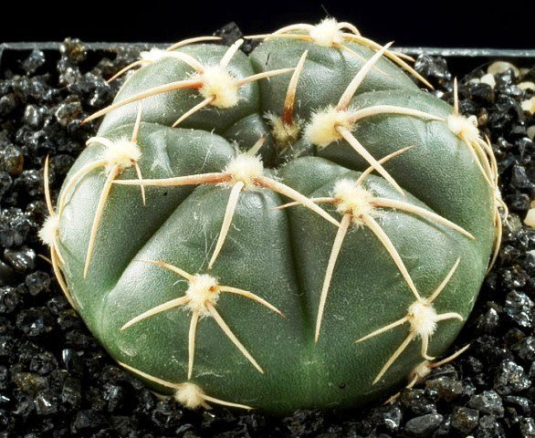 Gymnocalycium_uruguayense_v_roseiflorum